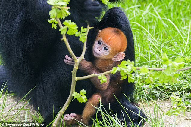 Another Francois Langur was welcomed into the world in March at Twycross Zoo in Leicestershire, England.  (photo: the baby hangs on to his 17-year-old mother)