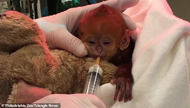 In 2021, a Francois langur monkey named Qúy Báu was born at the Philadelphia Zoo.  (photo: the baby is fed by veterinarians after birth)