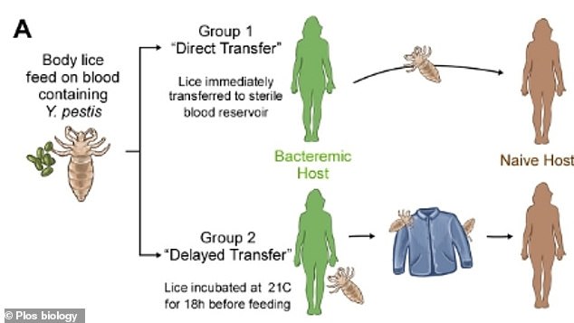 They found that body lice became infected with the bacteria and were able to routinely transmit it after feeding on blood containing levels of the pathogen similar to those found in actual cases of human plague.