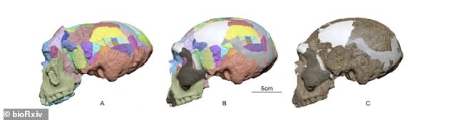 The researchers used 3D modeling to reconstruct the skull, as it was damaged and flattened.