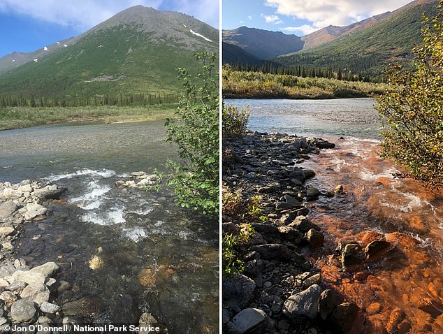 Along the Akillik River in the Kobuk Valley, the team documented a dramatic die-off between June 2017 and August 2018. Two local fish species, the Dolly Varden and the Slimy Sculpin, disappeared from that year when the upper clearwater tributary flowed to orange.