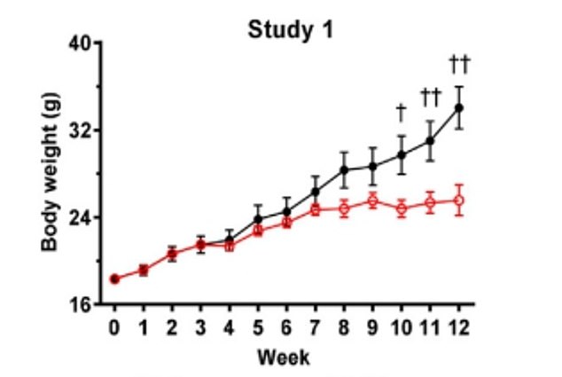 The graph shows changes in body weight in mice fed a high-fat diet.  The red line represents the mice exposed to UV light on this diet, compared to mice not exposed to UV light, shown by the black line