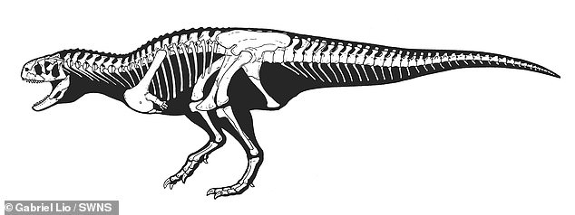 Koleken resembles the iconic 'beef bull' Carnotaurus sastrei, the only other abelisaurid known from the La Colonia Formation