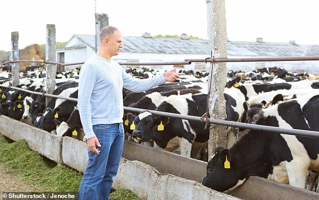 Analysis revealed that the cows showed a strong preference for interactions with females compared to males, and in turn the females reported stronger attachment behavior towards the cows (stock image)
