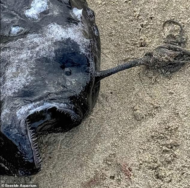 What makes anglerfish unique is a dangling bioluminescent protrusion that extends from their face to hunt prey