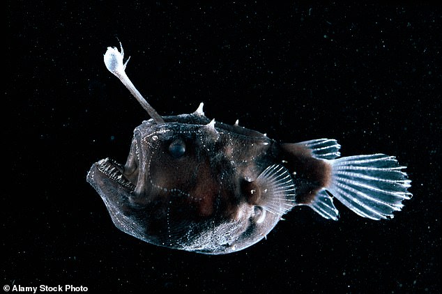 The tip glows due to bioluminescence, produced by symbiotic bacteria, which acts like a fishing rod to lure prey close enough to the fish's mouth, filled with razor-sharp teeth, but the tentacle is only found in females