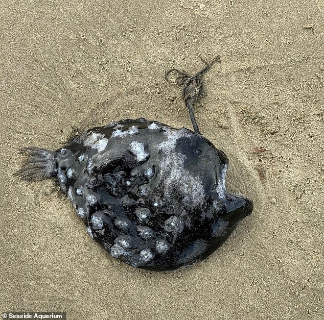 Pacific Football Fish is one of more than 200 species of anglerfish, a family of bony fish.  They have a lifeless look due to completely black eyes attached to the sides of their flat heads.