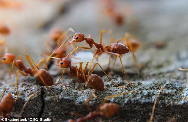 The red imported fire ant was first discovered in Europe last year and has since been spotted spreading in floodwaters by joining together to create a raft