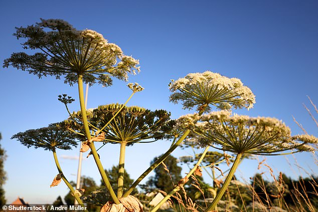 The team highlights six invasive species already established in Britain that spread and thrive in extremely wet conditions, including giant hogweed