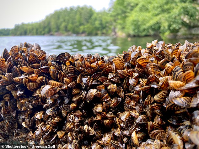 Zebra mussels spread mainly by clinging to watercraft, but experts have warned that flooding could help the mussel spread into new waterways