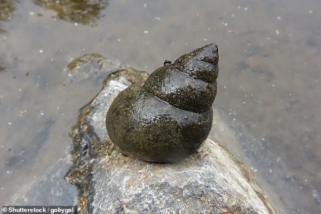 Two populations of Chinese mystery snails have been identified in Sussex and Hampshire.  In the US, they have been found to transmit parasites and diseases and displace native species for food and habitat