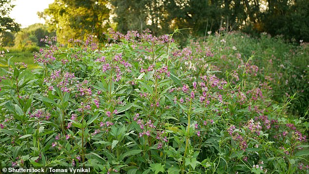 Himalayan Balsam grows and spreads rapidly, invading wet habitat at the expense of other, native flowers.  The plant also increases flood risk because when it dies in winter it leaves behind large areas of eroded, exposed riverbanks