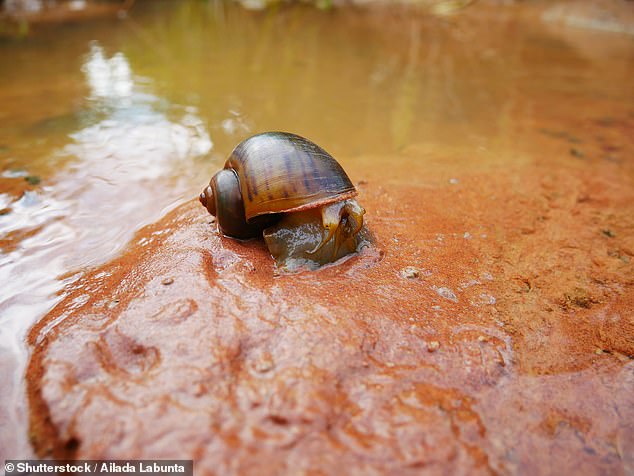 The Golden Apple Snail is in the top 100 invasive species worldwide, mainly due to its impact on crops.  And flooding could facilitate its spread along Britain's waterways