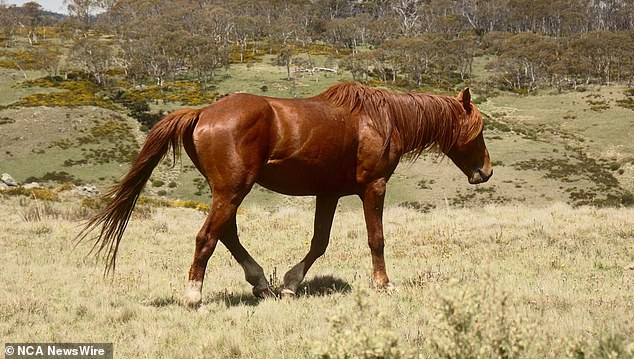 NSW Environment Minister Penny Sharpe confirmed 260 brumbies from the national park had been resettled at the Wagga Wagga property.  A brumby is depicted