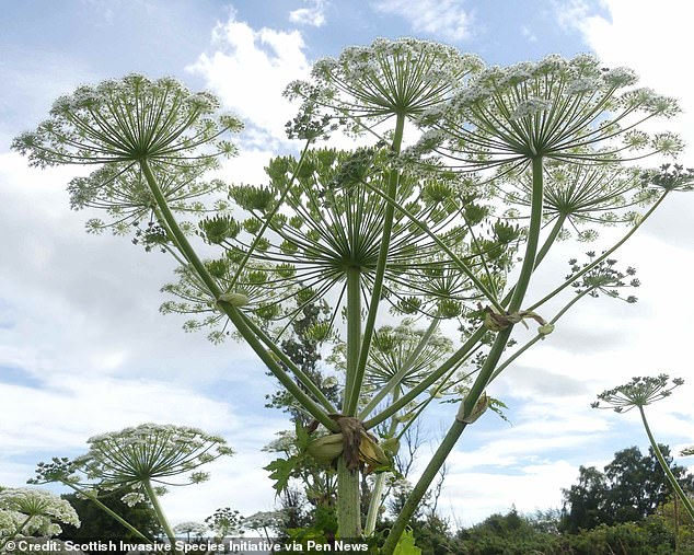 Giant hogweed is native to the Caucasus but was introduced to Britain and Ireland as an ornamental plant in 1817 and its spread has now gotten out of control