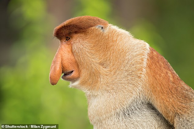 Proboscis monkeys are endemic to Borneo and have been branded as one of the ugliest animals in the world thanks to their ugly noses