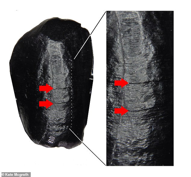 A new study of teeth indicates that humans provided long-term childcare for their offspring, while young Neanderthals may have achieved independence earlier