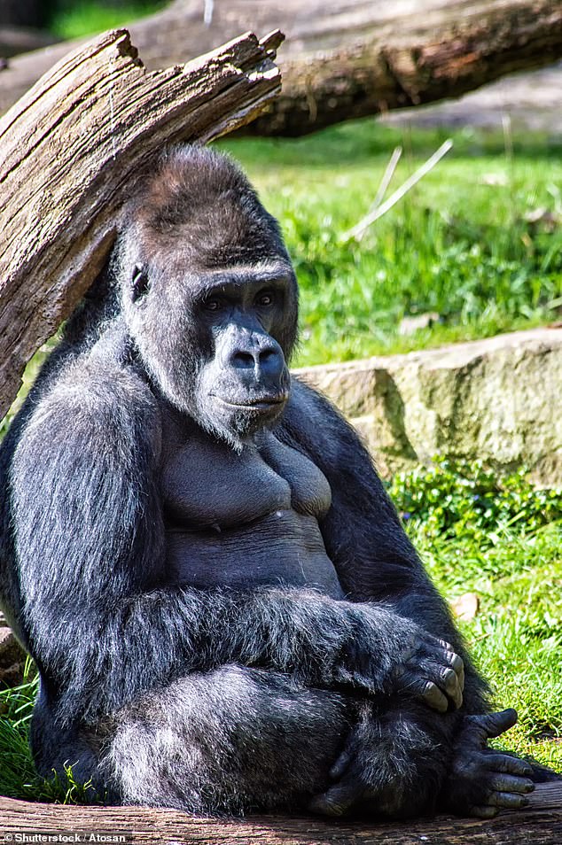 Male gorillas have very small penises and testes and produce a low amount of sperm.  Previous studies have attributed this to their polygynous mating system (stock image)