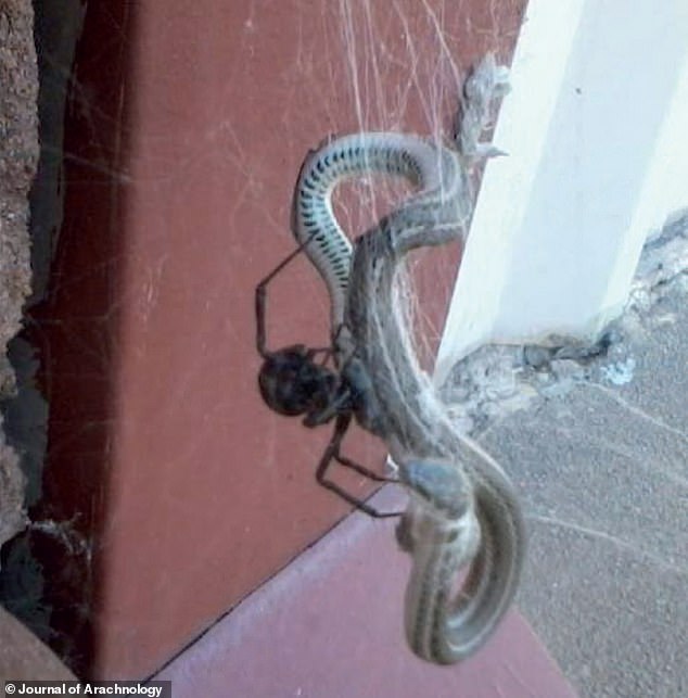 Half of all snake-on-spider attacks occurred in North America.  Pictured: A lined snake killed in a black widow spider web in a building in Tulsa, Oklahoma