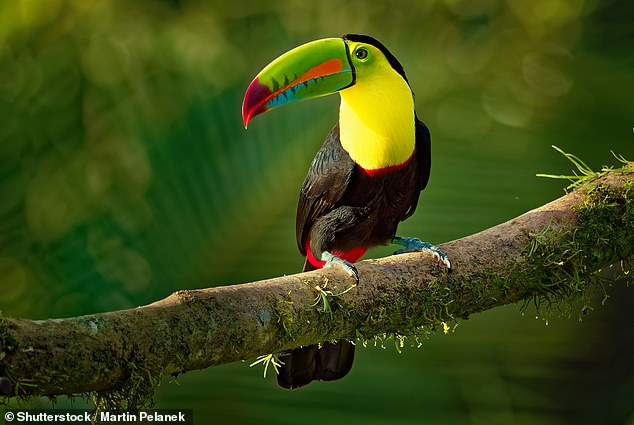 Teresa checks into the Ka'ana Resort in San Ignacio, where elusive toucans can be spotted (file image)