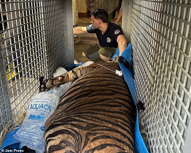 Police noticed that the pot-bellied tiger, who was locked in a small cage, was having difficulty getting up due to his weight, and contacted an animal shelter.