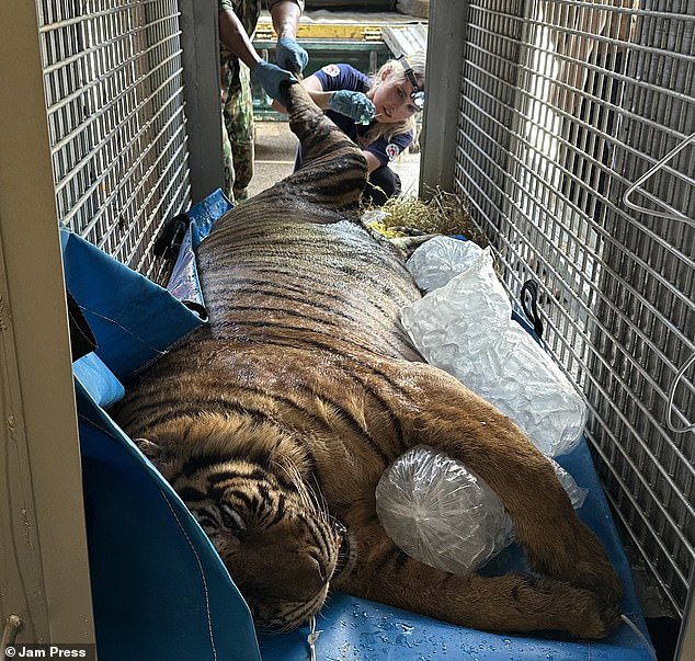 Officials were stunned to learn the tiger weighed 31.5 stone, but volunteers caring for the big cat said they had put the animal on a strict diet.