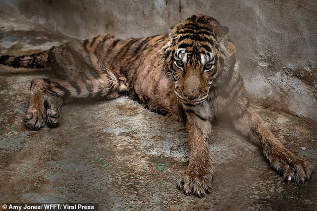 Harrowing photos show Salamas with chunks of fur missing from her skeleton as she lies exhausted and emaciated on the dirty concrete