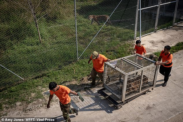 Salamas is one of 53 tigers and leopards rescued from breeding who are facing bankruptcy and prosecution for alleged illegal wildlife trade by veterinarians and experts from the Wildlife Friends Foundation Thailand (WFFT).