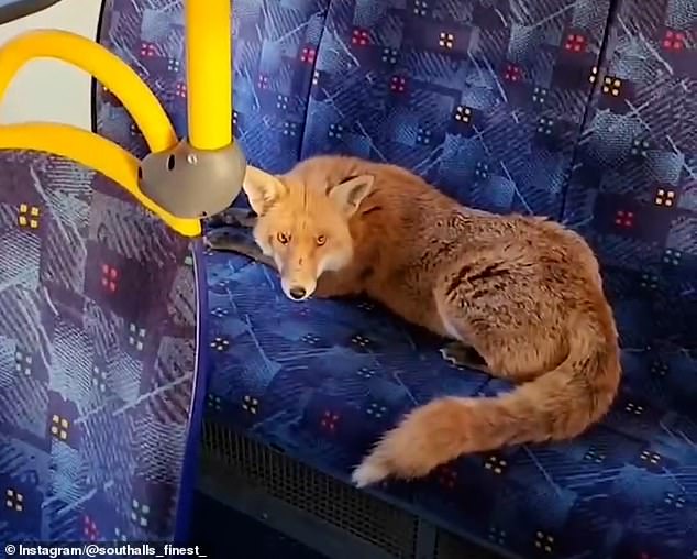 Pictured: A fox riding a London bus in a video shared online