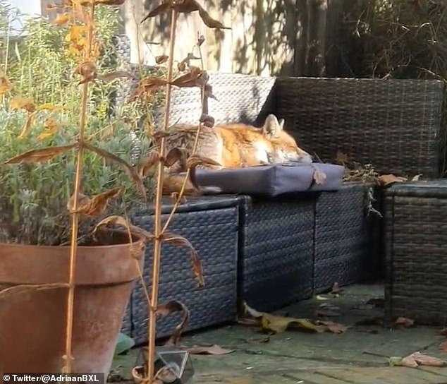 Video footage showed a fox comfortably basking in the sun on a garden bench