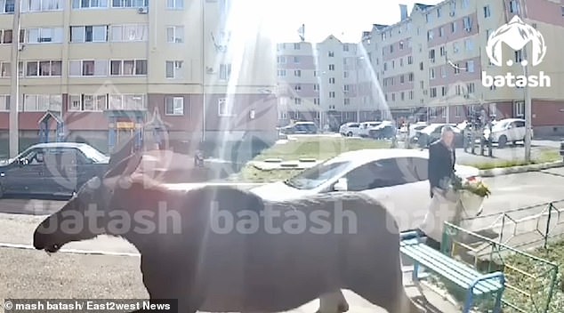 The moose was spotted on CCTV cameras near a local hypermarket and on other streets