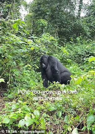 A life-changing moment for Ganyah was working with mountain gorillas in Bwindi Impenetrable National Park