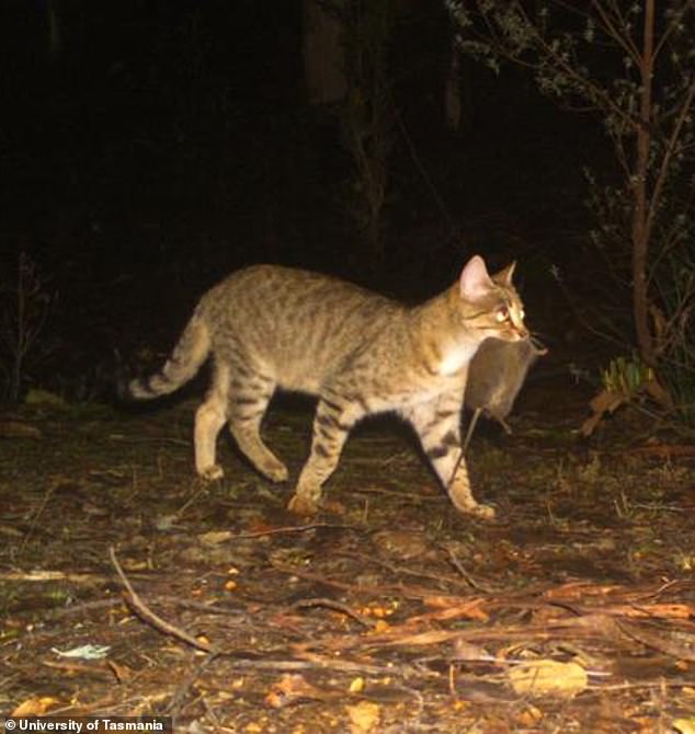 Feral cats are a major problem for the Kowari (one is pictured after hunting a native marsupial)