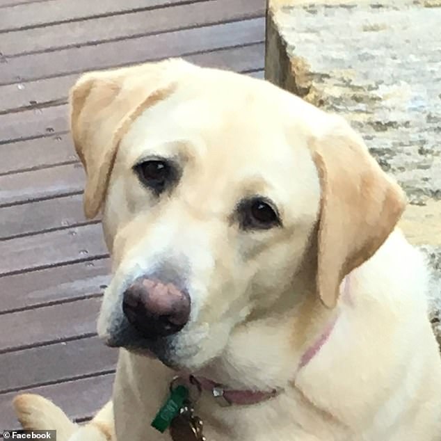 More recently, the family dog, Sunny, had also died, family friend Daele Dobsen told Daily Mail Australia