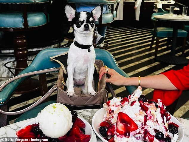 Amore sat up across the table with a few dessert plates just a few inches away