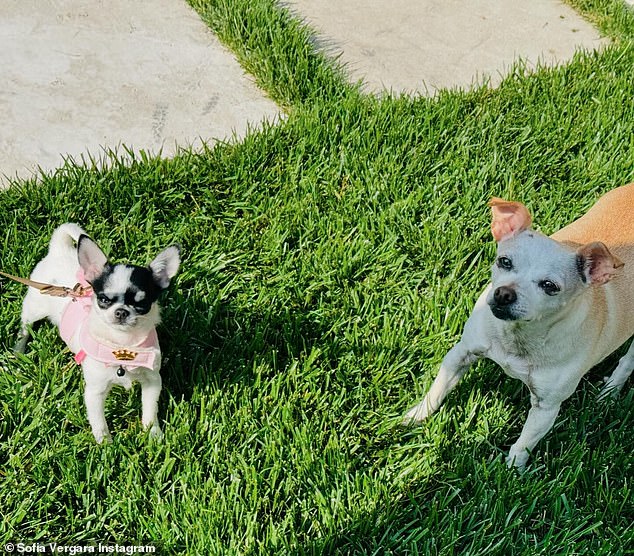 Manolo's Chihuahua Baguette has also bonded with the new four-legged member of the family