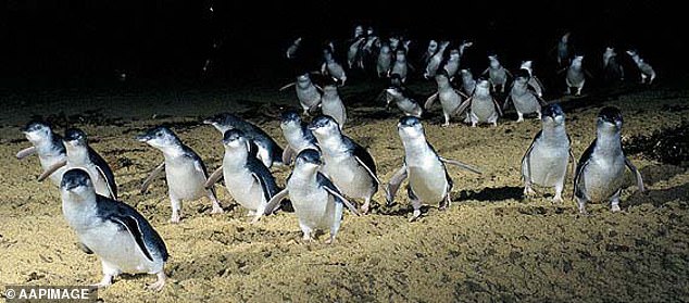 Phillip Island is known worldwide for its little penguin parades