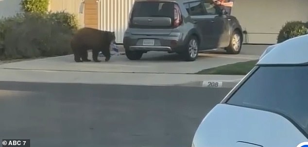 Neighbors have spotted the bear casually strolling around the neighborhood with packets of sugar cookies in its jaws