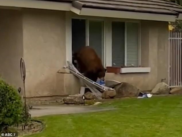 The four-legged thief ripped out a window at a home to grab a package of his favorite sandwich cookies, just a week after another bear broke into that family's car