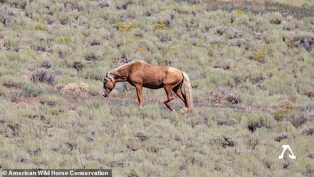 The nonprofit American Wild Horse Conservation (AWHC) estimates that hundreds of American wild horses die each year during roundups or are ultimately sold for slaughter through the unscrupulous adoption process