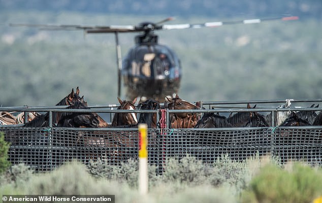 Shocking video of the raids has emerged, showing terrified horses and foals being chased by helicopters or ATVs