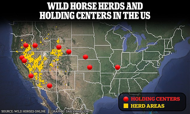 1716778296 716 Americas wild horse round up shame Horrific footage shows animals being