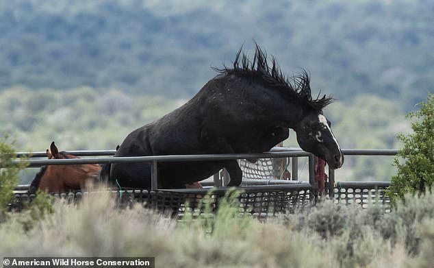 In April, the nonprofit revealed that 267 wild horses died in 2023 at the agency's largest facility in Nevada, Fallon Off-Range Corral.
