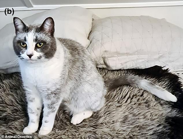 The cat's coat, discovered in Finland, has a distinctive salt and pepper appearance