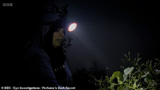 BBC reporters said they witnessed children under the age of 15 picking jasmine in at least four different locations in the region