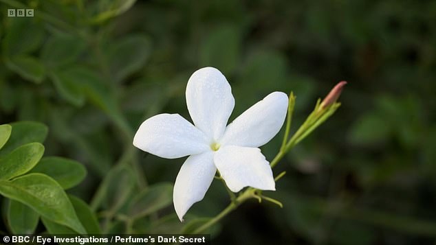 A woman from Gharbia, in the heart of Egypt's jasmine region, told the BBC that she has to wake her family at 3am every day to pick jasmine flowers before the sun damages them.