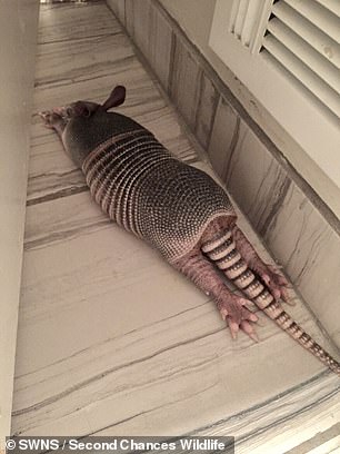 Above, a nine-banded armadillo rescued by the Second Chances Wildlife Center in western Kentucky, many miles from Florida