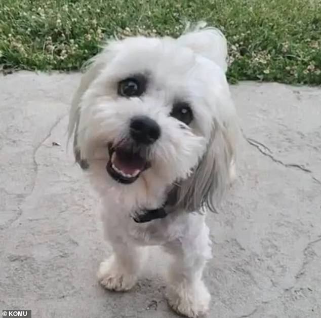 On Sunday, Woodson was reportedly called to the scene to help the dog after it became lost.  After trying to catch Teddy, the officer opened fire on the disabled puppy