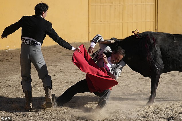 Matador Jelain Fresneda, also known by his bullfighting name 'Gitanillo de America', is gored during a bullfight at the Hacienda Vista Hermosa in Villapinzón, Colombia on February 25, 2023