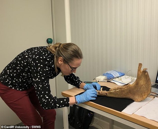 Dr.  Katherine French – formerly of Cardiff University and now at Washington State University – examines a horse mandible to select a dental sample at the University of Białystok, Poland